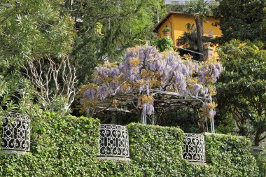 Yeşil çit, çiçekli wisteria ve villa