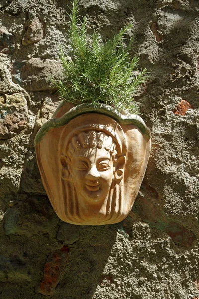 Mooi aardewerk pot met groeiende rozemarijn plant — Stockfoto
