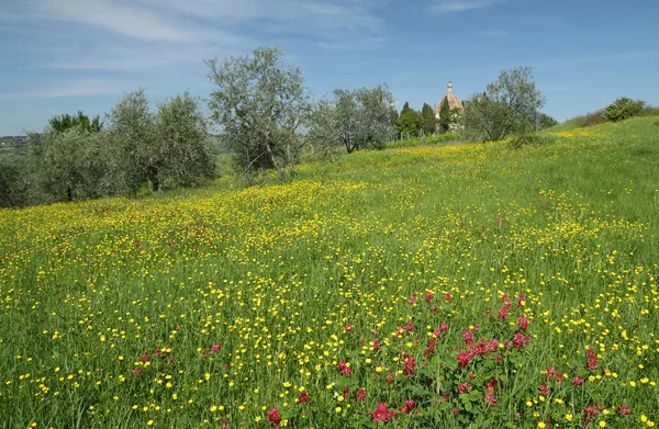 Meadow in spring — Stock Photo, Image