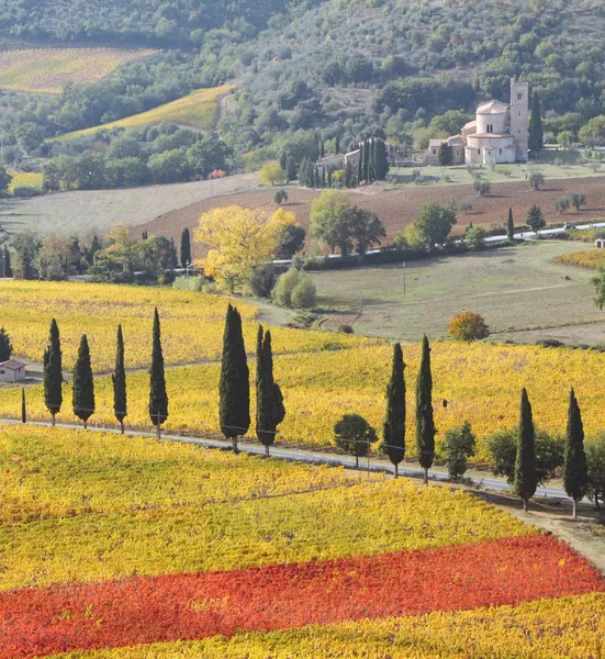 Espectacular paisaje de pintorescos viñedos toscanos en otoño —  Fotos de Stock