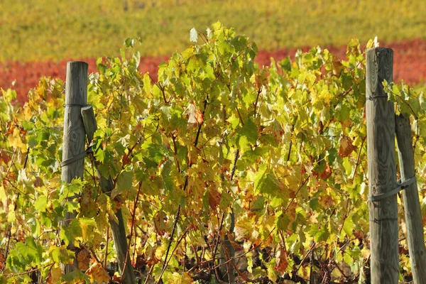 葡萄栽培在秋季颜色 — 图库照片