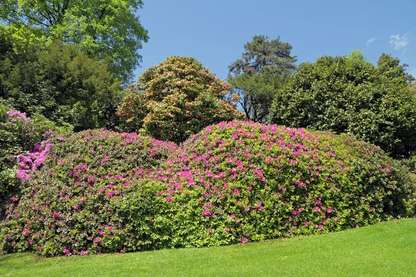 Rododendri e azalee in fiore — Foto Stock