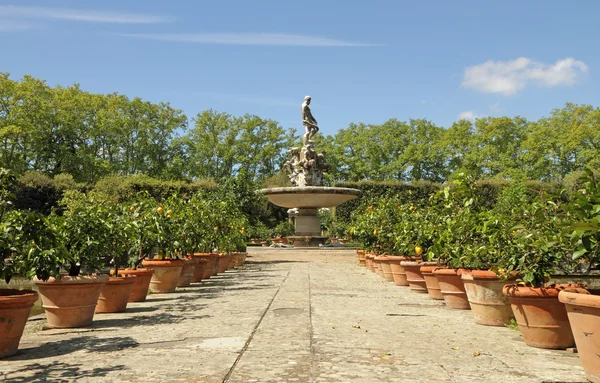 Steegje met citrus planten in terracotta potten — Stockfoto