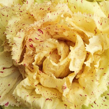 Radicchio Variegato di Castelfranco IGP clipart