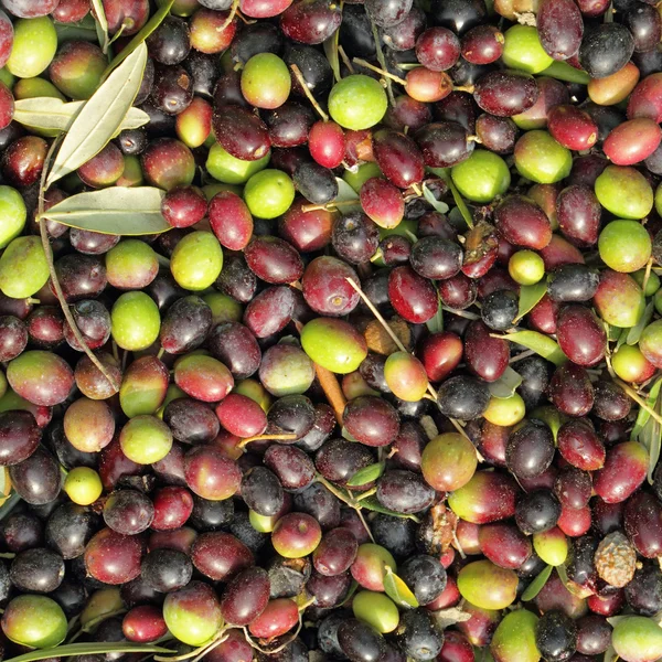 Frutas frescas de oliva como fondo — Foto de Stock