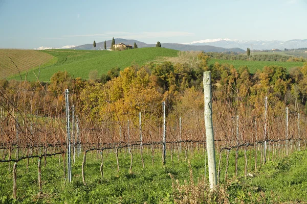 Winter vineyards in tuscan landscape — Stock Photo, Image