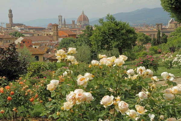 Floração rosa em Giardino delle Rose com vista panorâmica de r — Fotografia de Stock