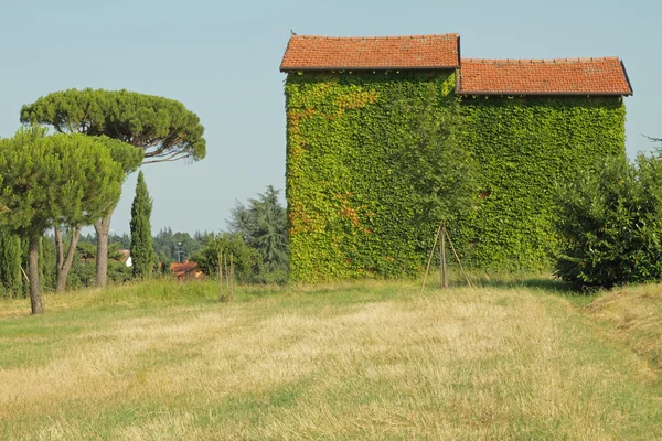 Casa verde con pareti completamente ricoperte da edera rampicante Dozza , — Foto Stock