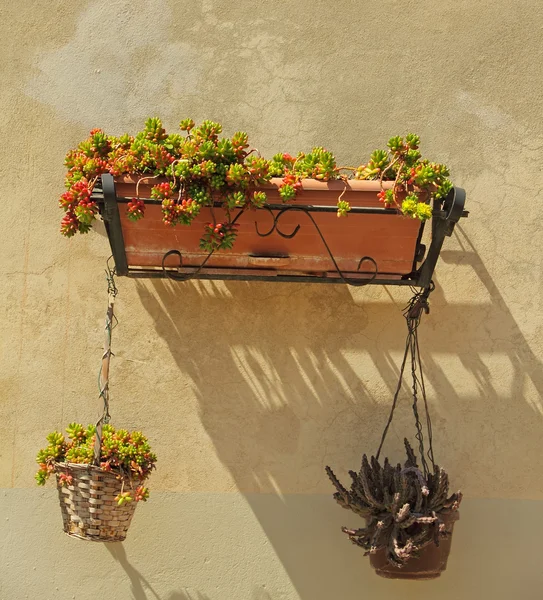 Hängender Blumentopf mit Pflanzen an der Wand, Toskana, Italien, Europa — Stockfoto