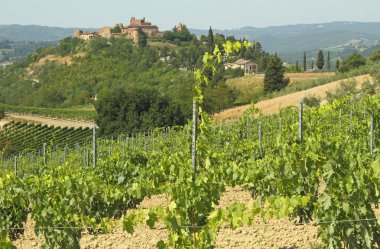 Tuscan üzüm bağları ve ortaçağ köyü certaldo on manzara