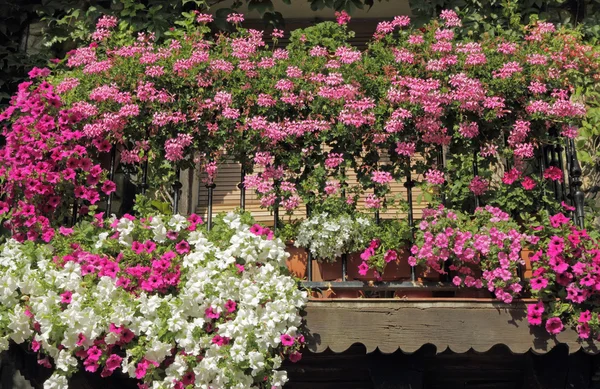 Kolorowy kwitnienia roślin na balkon, Hiszpania, Europa — Zdjęcie stockowe