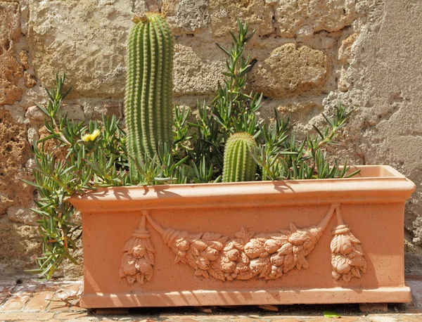 Cactus plants in vintage ceramic planter, Tuscany, Italy, Europe — Stock Photo, Image