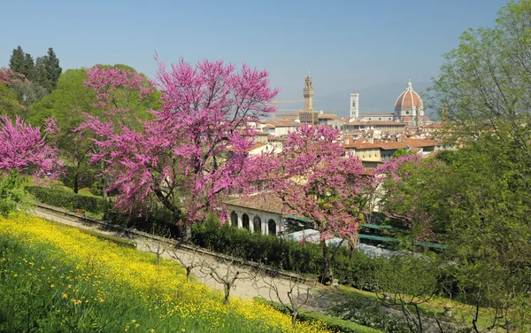 Firenzei Villa kert bár tavasszal virágzó júdásfa — Stock Fotó