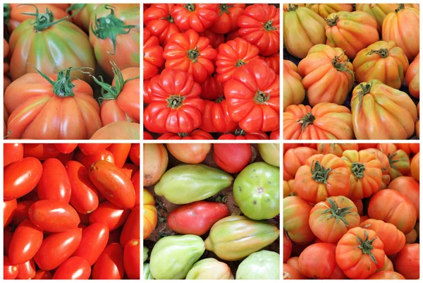 Collage with variety of tomatoes — Stock Photo, Image