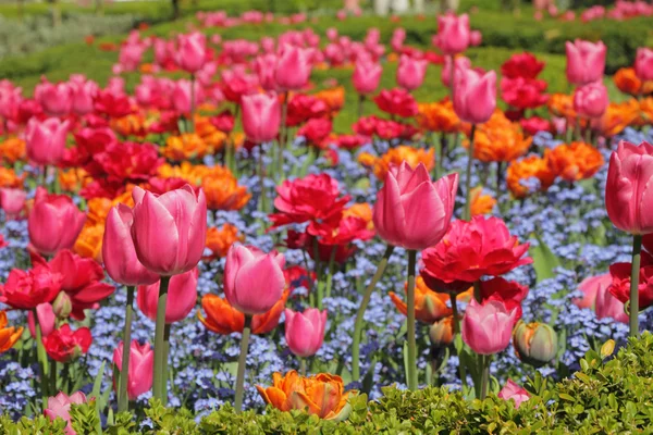 Flowerbed with colorful tulips and forget-me-not flowers — Stock Photo, Image