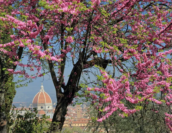 Lente in florence, bloeiende boom van de judas in in de tuin van villa — Stockfoto