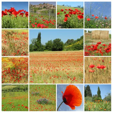 Kırmızı poppies - kolaj, Italia, Avrupa ile kırsal manzara
