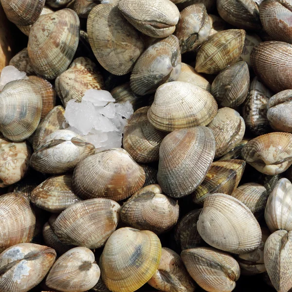 Edible clams on belgian fish market, Brussels, Belgium, Europe — Stock