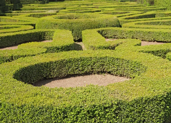 Boxwood hedge bed in historic Villa Lante in Bagnaia, province — стоковое фото