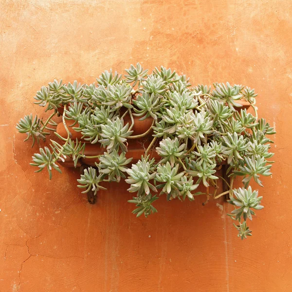 Planta suculenta colgando en maceta de cerámica en la pared, Italia, Europa — Foto de Stock