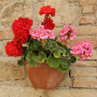pembe ve kırmızı tuğla duvar, Toskana, ita tencerede Sardunya çiçekleri