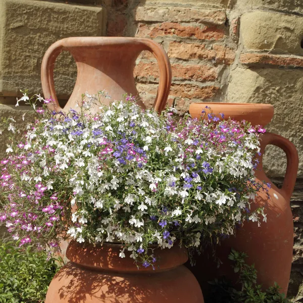 Fleurs lobéliques multicolores dans des vases en argile rétro, Toscane, Italie , — Photo