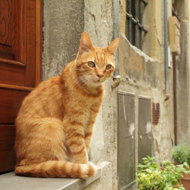 tuscan house, İtalya kedi oturan zencefil