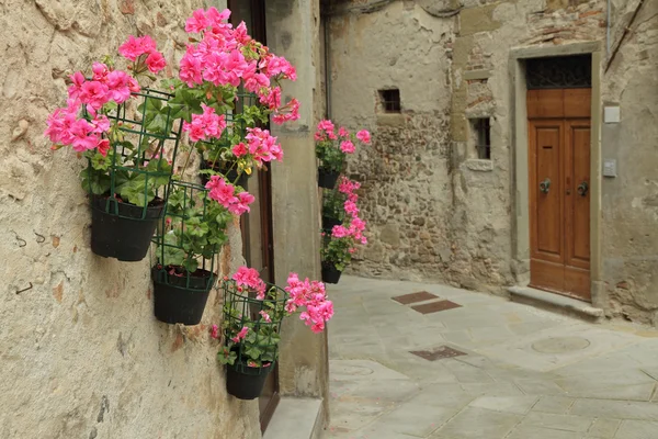 Rosa pelargon blommor på väggen i liten gammal stad i Toscana, angh — Stockfoto