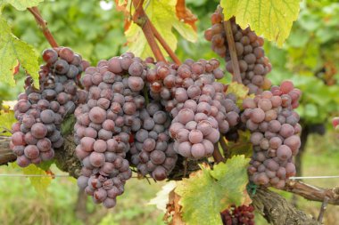 Closeup of ripe hanging bunches of red wine grapes , region of C clipart