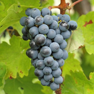 Closeup of ripe hanging bunch of red wine grapes , region of Chi clipart
