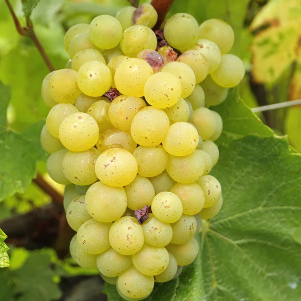 Fechar de maduro pendurado cacho de uvas de vinho branco, região de — Fotografia de Stock