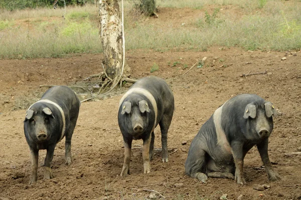 De Cinta senese, zeer oude Toscaanse varkensras — Stockfoto