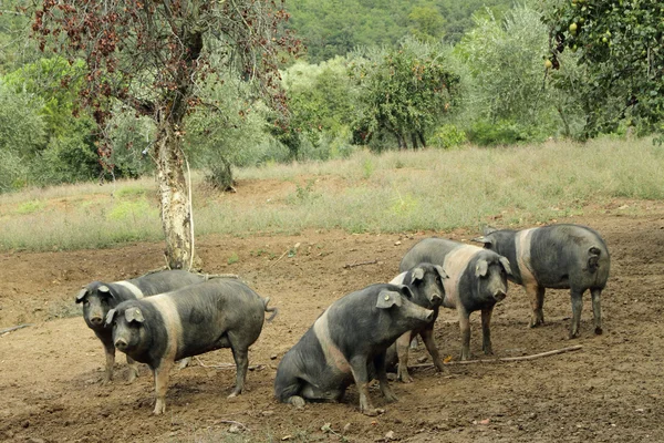 De Cinta senese, zeer oude Toscaanse varkensras — Stockfoto