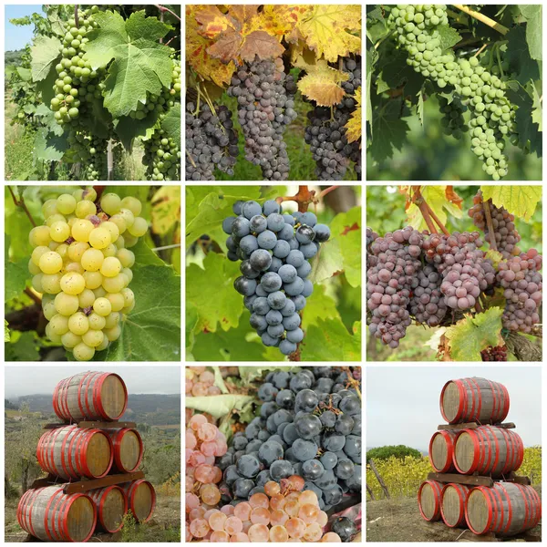 Bunch of grapes and wine barrels — Stock Photo, Image