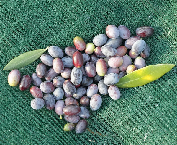 Fresh olive fruits — Stock Photo, Image