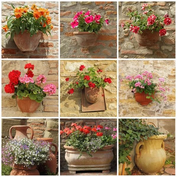 Collage con flores en macetas — Foto de Stock