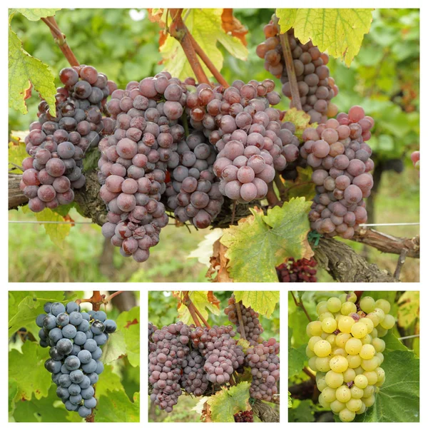 Variety of bunch of grapes — Stock Photo, Image