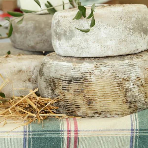 Organic cheese wheels — Stock Photo, Image