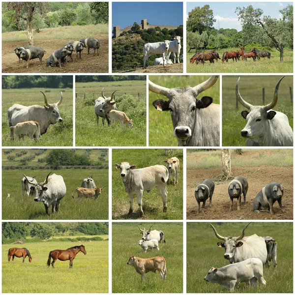 Toscaanse boerderij collage — Stockfoto