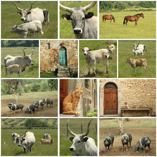 Toscaanse boerderij collage — Stockfoto
