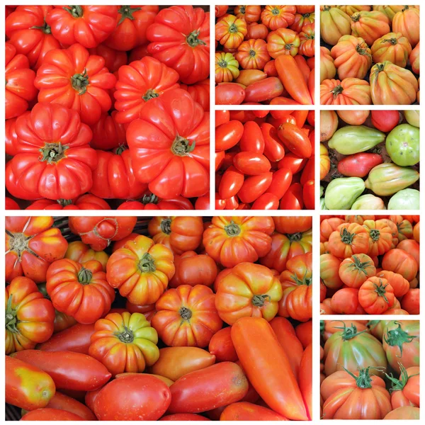 Colagem de tomate sortida — Fotografia de Stock