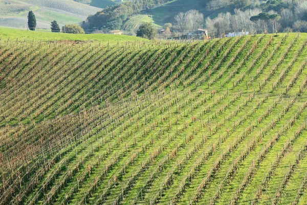 Візерунок виноградників, видимий з пагорба — стокове фото