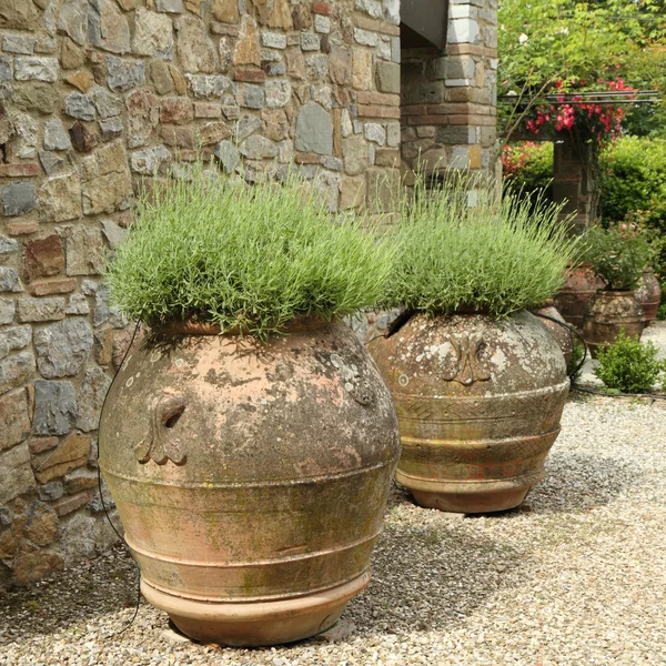 Plante de lavande dans des vases en céramique — Photo