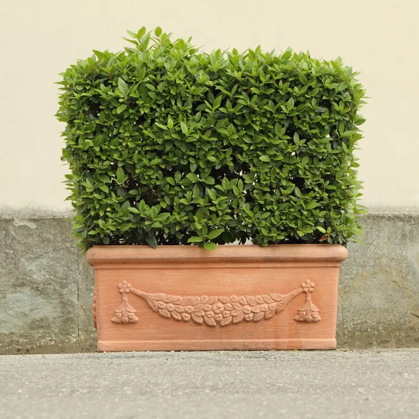 Elegante caja de la planta de cerámica, artesanía toscana — Foto de Stock