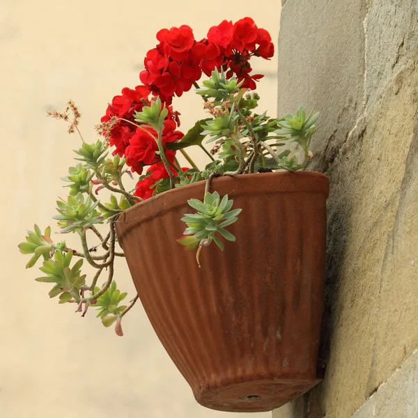 Bloemen in pot — Stockfoto