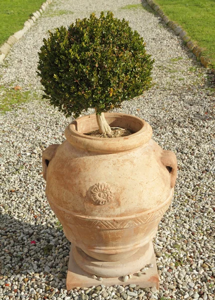陶製の花瓶でエレガントなトピアリーつげブッシュ — ストック写真