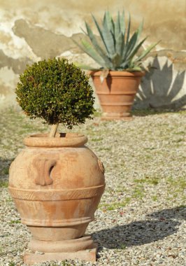 bitkilerde zarif seramik saksılar