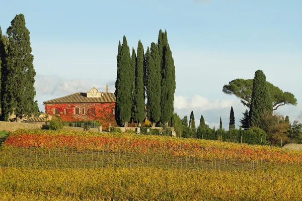 Landskap med vingårdar i höstens färger — Stockfoto