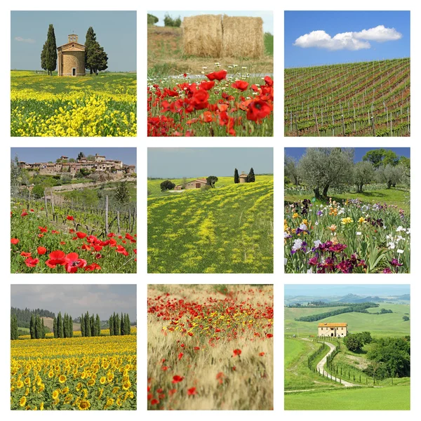 Blühende toskanische Felder — Stockfoto