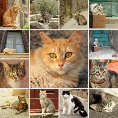 kedi koleksiyonu